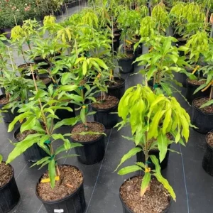Grafted Julie Mango Tree Live Plant (2ft) - Sweet Tropical Fruit - Image 4