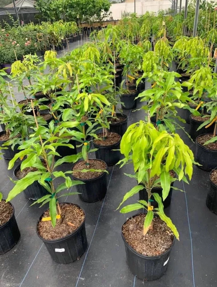 Grafted Julie Mango Tree Live Plant (2ft) - Sweet Tropical Fruit - Image 4
