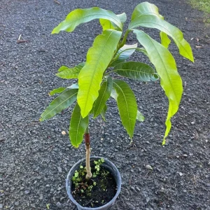 Grafted Julie Mango Tree Live Plant (2ft) - Sweet Tropical Fruit - Image 1