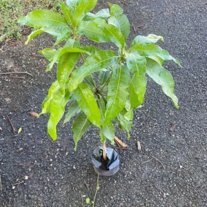 Grafted Julie Mango Tree Live Plant (2ft) - Sweet Tropical Fruit - Image 5