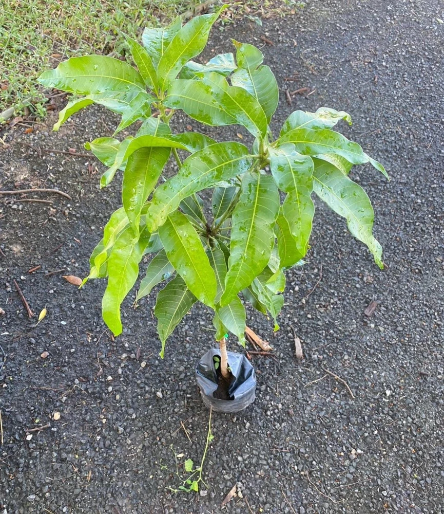 Grafted Julie Mango Tree Live Plant (2ft) - Sweet Tropical Fruit - Image 5