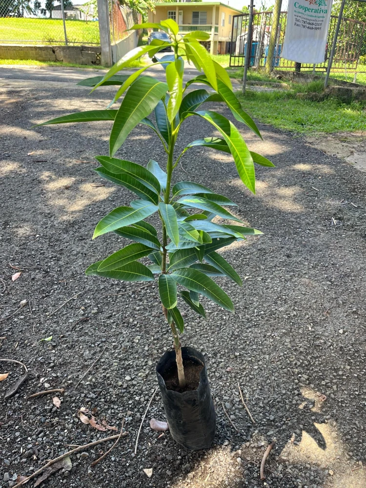 Grafted Juliette Mango Live Fruit Tree (Mangifera Indica) 1-2ft Tall Tropical Plant - Image 3