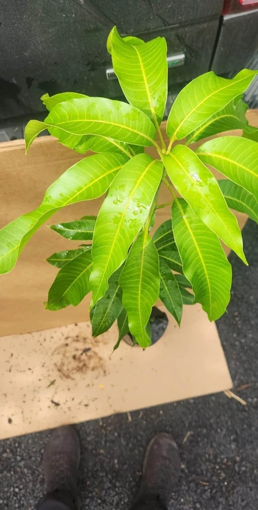 Grafted Kent Mango Live Fruit Tree (2ft) - Tropical Outdoor Plant - Image 5