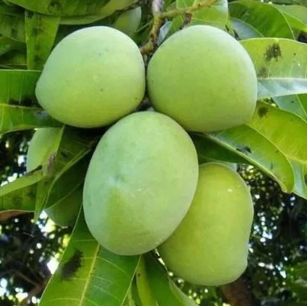 Grafted Kent Mango Live Fruit Tree (2ft) - Tropical Outdoor Plant - Image 6