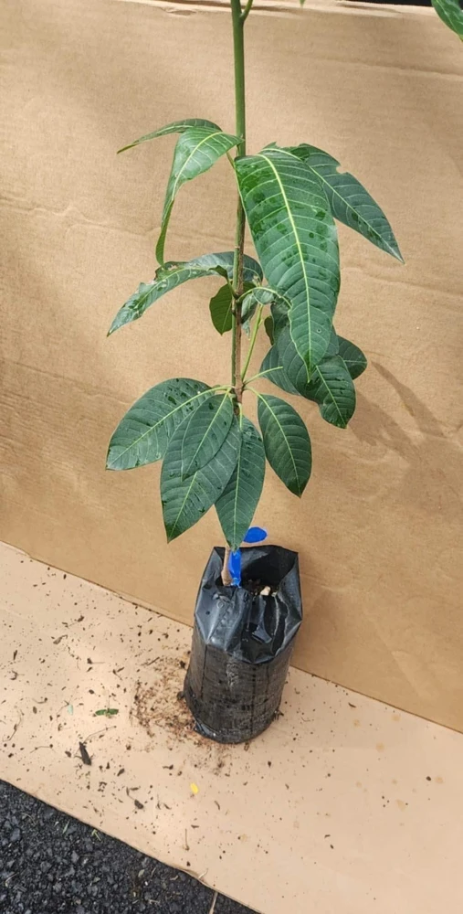 Grafted Kent Mango Live Fruit Tree (2ft) - Tropical Outdoor Plant - Image 7