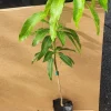 Grafted Kent Mango Live Fruit Tree (2ft) - Tropical Outdoor Plant - Image 1