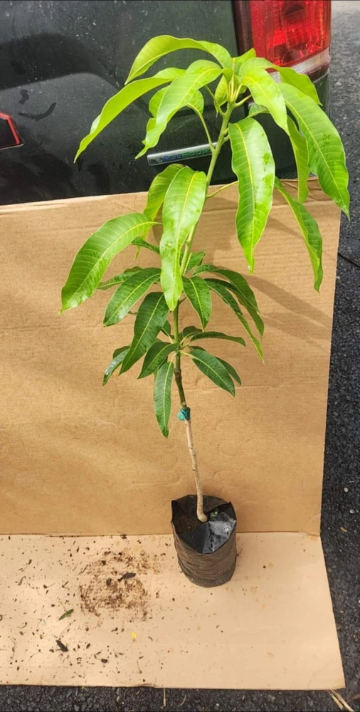 Grafted Kent Mango Live Fruit Tree (2ft) - Tropical Outdoor Plant - Image 1