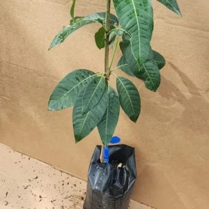 Grafted Kent Mango Tree Live Plant - Tropical Fruit, Fast Growing, 2-3 ft Tall - Image 2