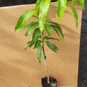 Grafted Kent Mango Tree Live Plant - Tropical Fruit, Fast Growing, 2-3 ft Tall - Image 3