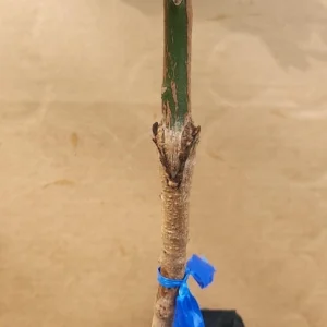 Grafted Kent Mango Tree Live Plant - Tropical Fruit, Fast Growing, 2-3 ft Tall - Image 4