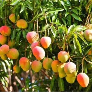 Grafted Kent Mango Tree Live Plant - Tropical Fruit, Fast Growing, 2-3 ft Tall - Image 5