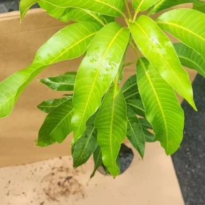 Grafted Kent Mango Tree Live Plant - Tropical Fruit, Fast Growing, 2-3 ft Tall - Image 7