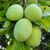 Grafted Kent Mango Tree Live Plant - Tropical Fruit, Fast Growing, 2-3 ft Tall - Image 1
