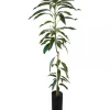 Grafted Lemon Zest Mango Live Fruit Tree - 2ft Tall - Outdoor Tropical Plant - Image 1