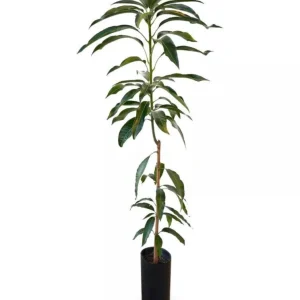 Grafted Lemon Zest Mango Live Fruit Tree - 2ft Tall - Outdoor Tropical Plant - Image 1