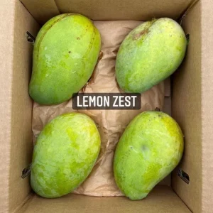 Grafted Lemon Zest Mango Live Fruit Tree - 2ft Tall - Outdoor Tropical Plant - Image 4