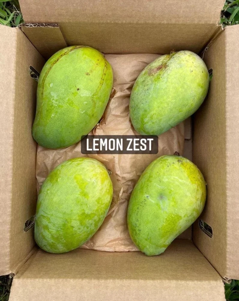 Grafted Lemon Zest Mango Live Fruit Tree - 2ft Tall - Outdoor Tropical Plant - Image 4