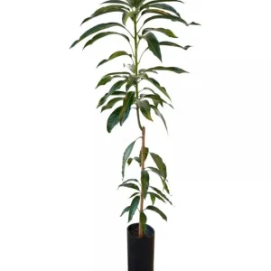 Grafted Lemon Zest Mango Tree Live Plant – Sweet Flavor, 2-3ft Tall - Image 2