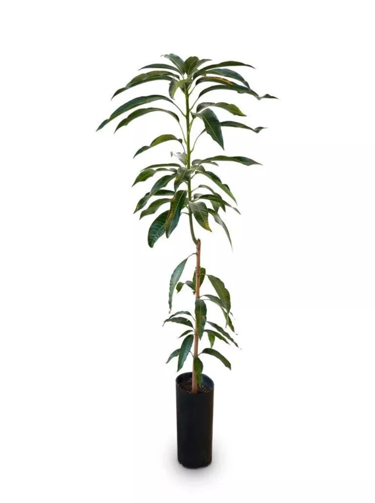 Grafted Lemon Zest Mango Tree Live Plant – Sweet Flavor, 2-3ft Tall - Image 2