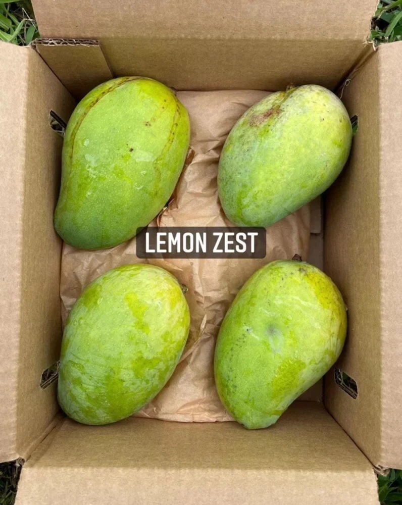 Grafted Lemon Zest Mango Tree Live Plant – Sweet Flavor, 2-3ft Tall - Image 5