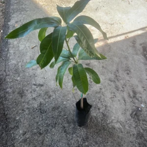 Grafted Lemon Zest Mango Tree Live Plant – Sweet Flavor, 2-3ft Tall - Image 6