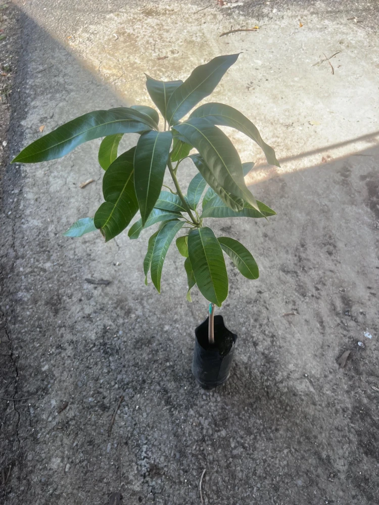 Grafted Lemon Zest Mango Tree Live Plant – Sweet Flavor, 2-3ft Tall - Image 6