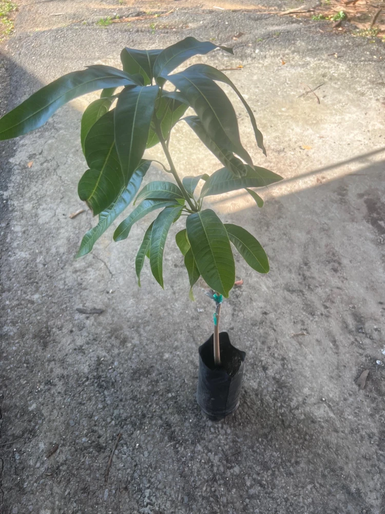 Grafted Lemon Zest Mango Tree Live Plant – Sweet Flavor, 2-3ft Tall - Image 1