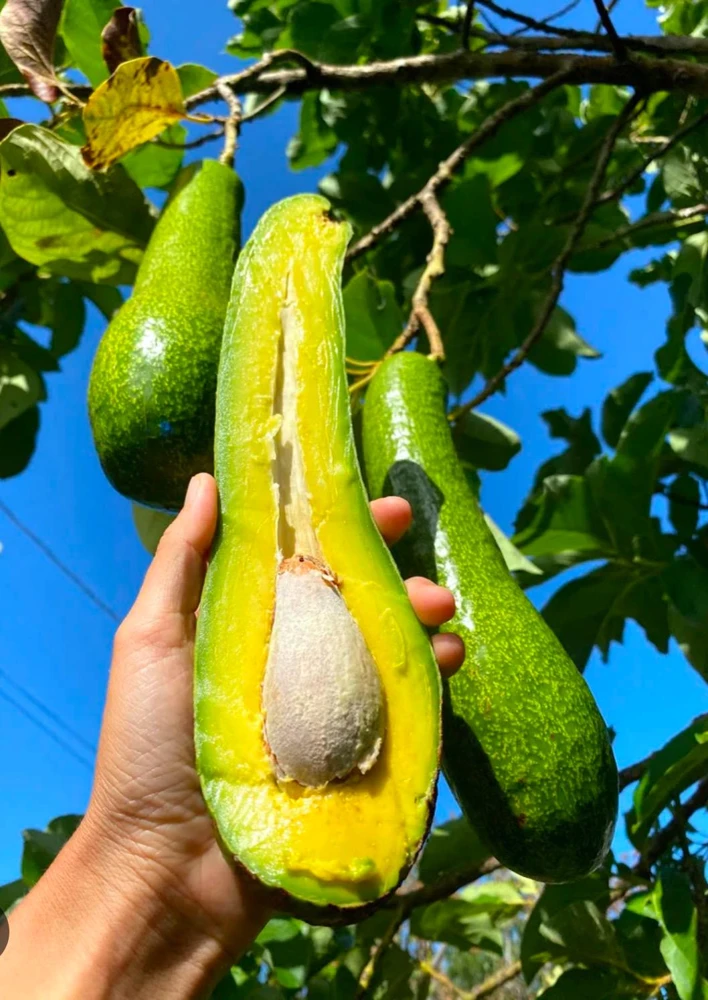 Grafted Long Neck Avocado Tree – Live Fruit Plant – 1-2ft Tall – Outdoor - Image 2