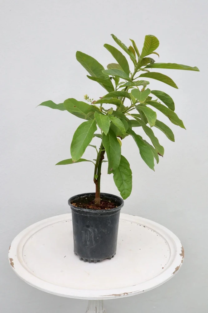 Grafted Long Neck Avocado Tree – Live Fruit Plant – 1-2ft Tall – Outdoor - Image 4