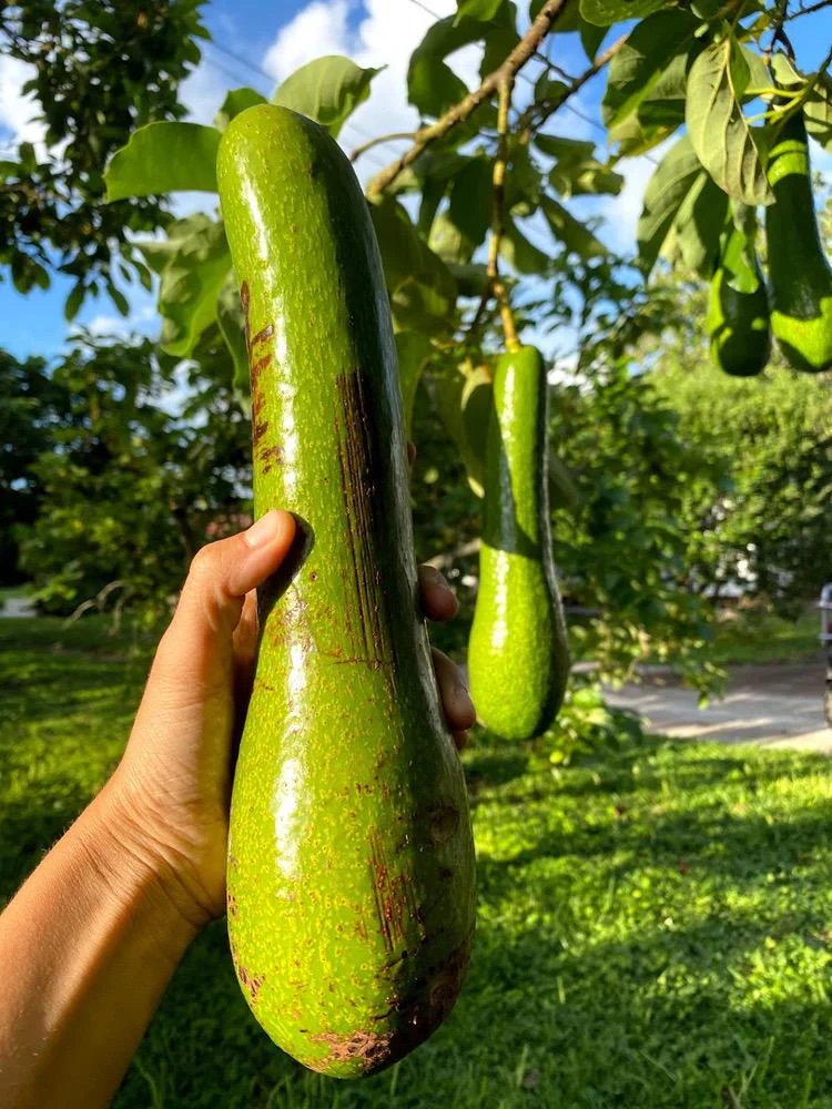 Grafted Long Neck Avocado Tree – Live Fruit Plant – 1-2ft Tall – Outdoor - Image 1