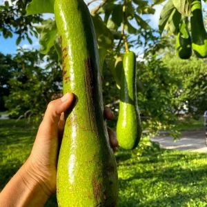 Grafted Long Neck Avocado Tree Live Plant, 30-48in Tall, Fruit Bearing - Image 3