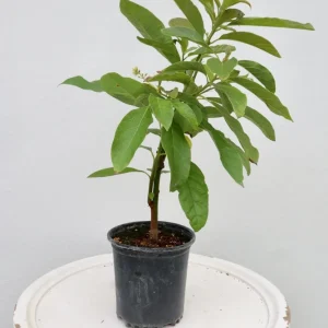 Grafted Long Neck Avocado Tree Live Plant, 30-48in Tall, Fruit Bearing - Image 6