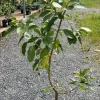 Grafted Long Neck Avocado Tree Live Plant, 30-48in Tall, Fruit Bearing - Image 1