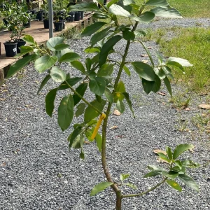 Grafted Long Neck Avocado Tree Live Plant, 30-48in Tall, Fruit Bearing - Image 1