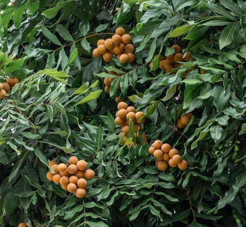 Grafted Longan Tree - Tropical Dragon Eye Fruit Live Plant (2-3ft) Tall - Image 2