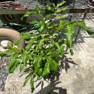 Grafted Longan Tree - Tropical Dragon Eye Fruit Live Plant (2-3ft) Tall - Image 3