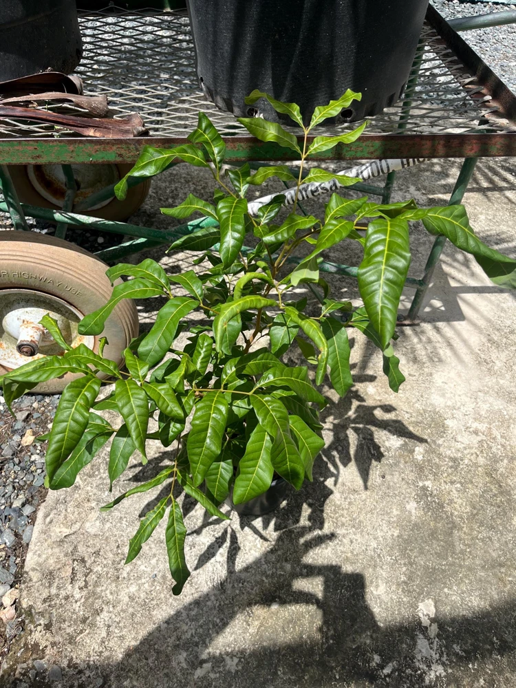 Grafted Longan Tree - Tropical Dragon Eye Fruit Live Plant (2-3ft) Tall - Image 3