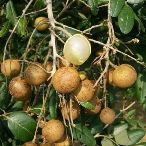 Grafted Longan Tree - Tropical Dragon Eye Fruit Live Plant (2-3ft) Tall - Image 4