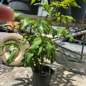 Grafted Longan Tree - Tropical Dragon Eye Fruit Live Plant (2-3ft) Tall - Image 5