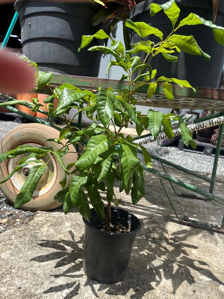 Grafted Longan Tree - Tropical Dragon Eye Fruit Live Plant (2-3ft) Tall - Image 5