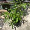 Grafted Longan Tree - Tropical Dragon Eye Fruit Live Plant (2-3ft) Tall - Image 1