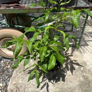 Grafted Longan Tree - Tropical Dragon Eye Fruit Live Plant (2-3ft) Tall - Image 1