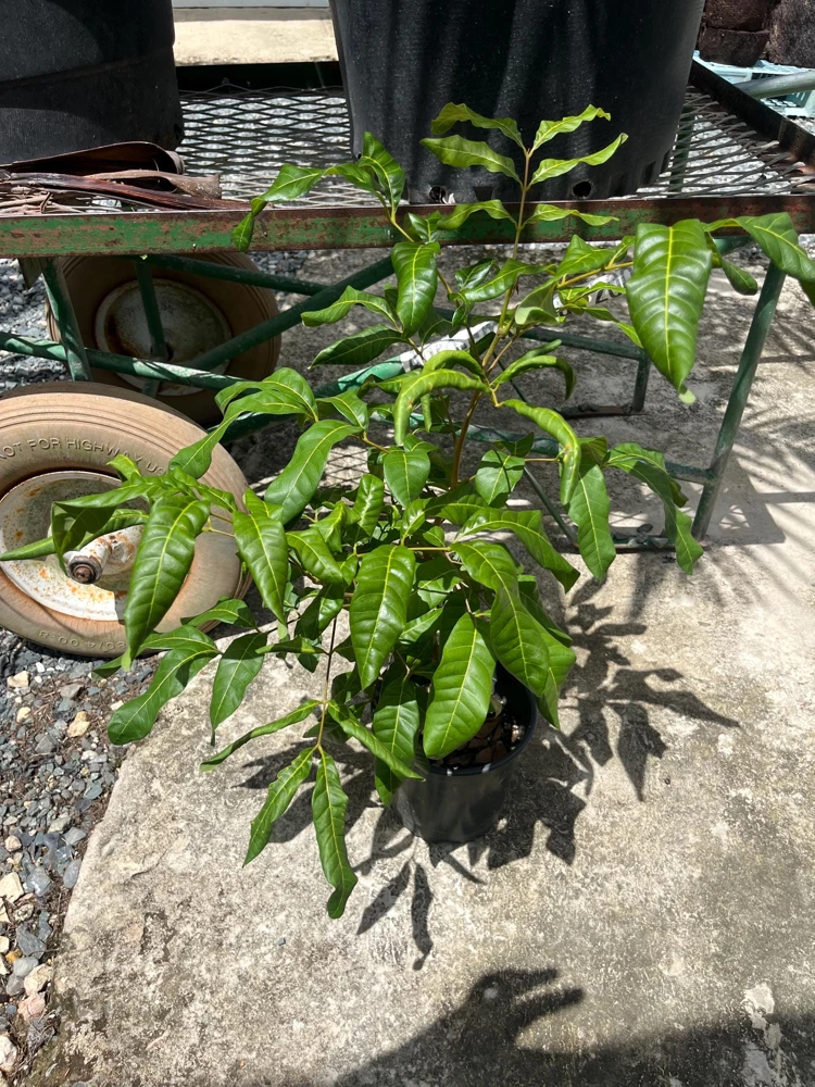 Grafted Longan Tree - Tropical Dragon Eye Fruit Live Plant (2-3ft) Tall - Image 1