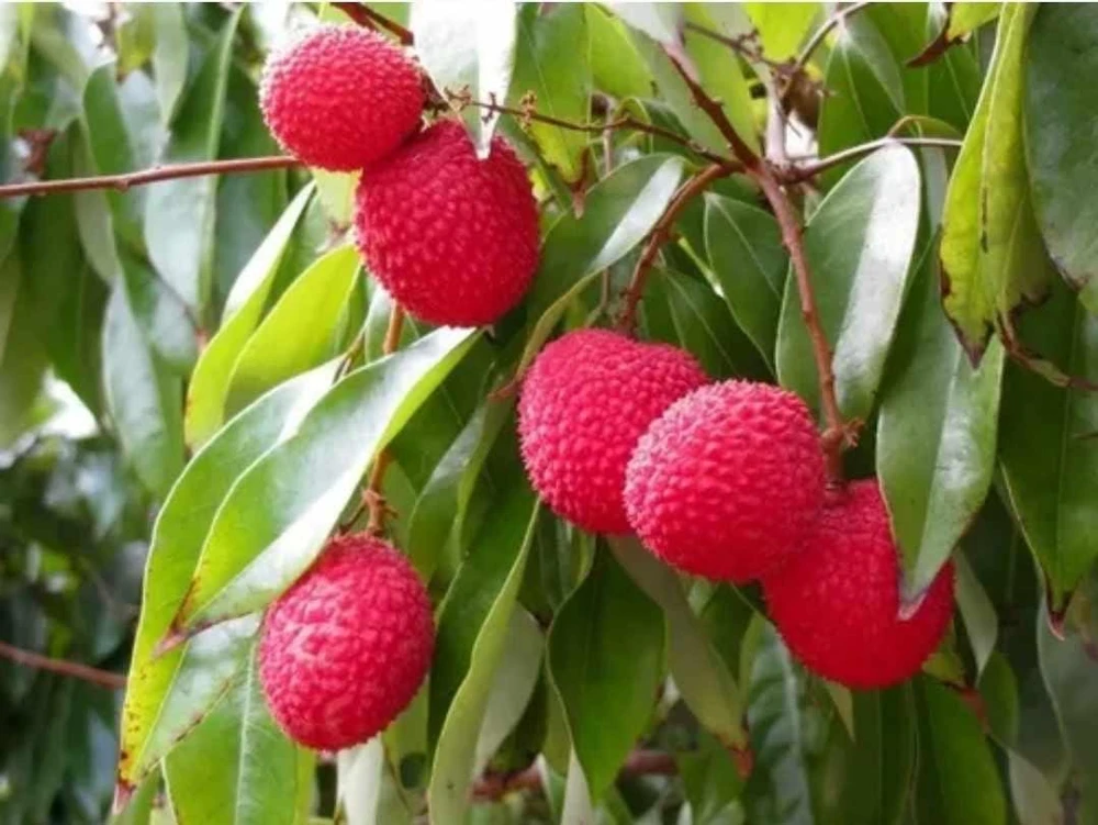 Grafted Lychee Live Fruit Tree (Litchi chinensis) 2-3ft Tall Tropical Plant - Image 1