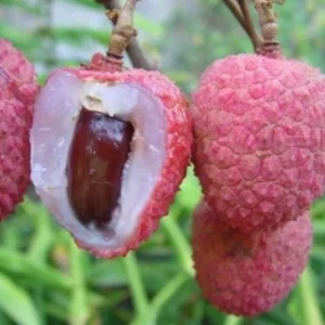 Grafted Lychee Live Fruit Tree (Litchi chinensis) 2-3ft Tall Tropical Plant - Image 2