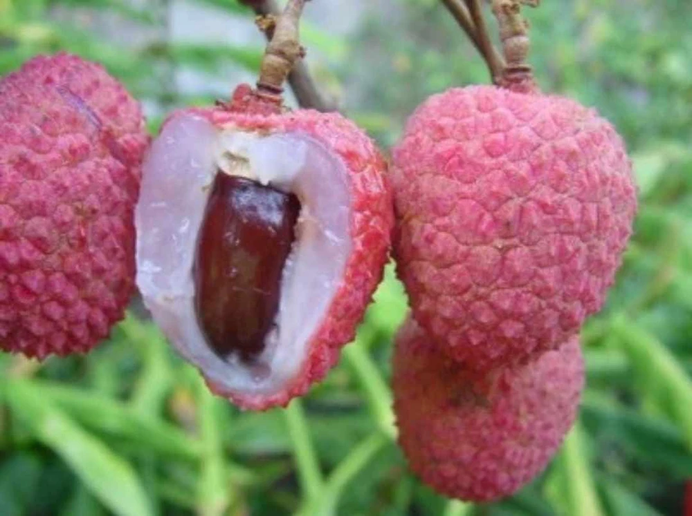 Grafted Lychee Live Fruit Tree (Litchi chinensis) 2-3ft Tall Tropical Plant - Image 2