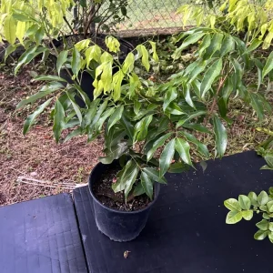 Grafted Lychee Live Fruit Tree (Litchi chinensis) 2-3ft Tall Tropical Plant - Image 3