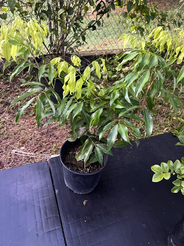 Grafted Lychee Live Fruit Tree (Litchi chinensis) 2-3ft Tall Tropical Plant - Image 3
