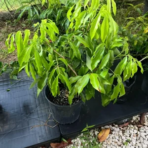 Grafted Lychee Live Fruit Tree (Litchi chinensis) 2-3ft Tall Tropical Plant - Image 4