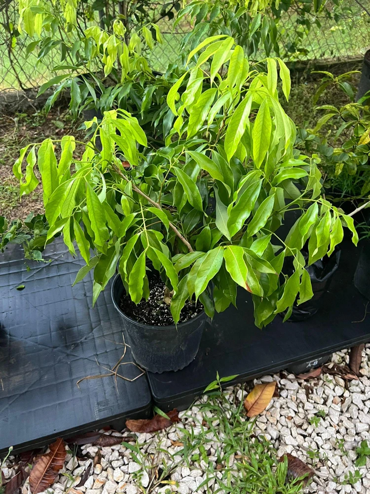 Grafted Lychee Live Fruit Tree (Litchi chinensis) 2-3ft Tall Tropical Plant - Image 4